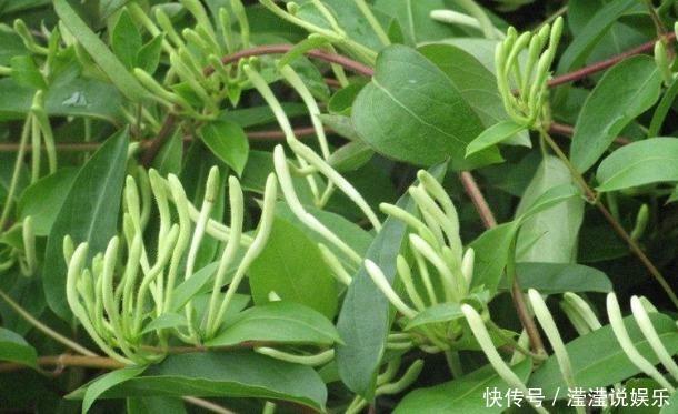 金银花泡水|金银花泡水好处多,有3类人最好不喝,避免对身体造成不利影响