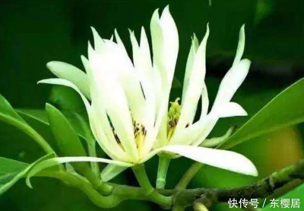 白兰|这“4种花”再穷也要养,还能带来财运,难怪有钱人家都会摆放