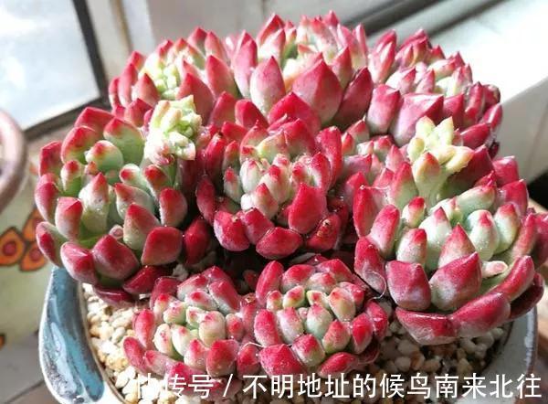 60种多肉图鉴及养护要点,1分钟学会,超全超实用!