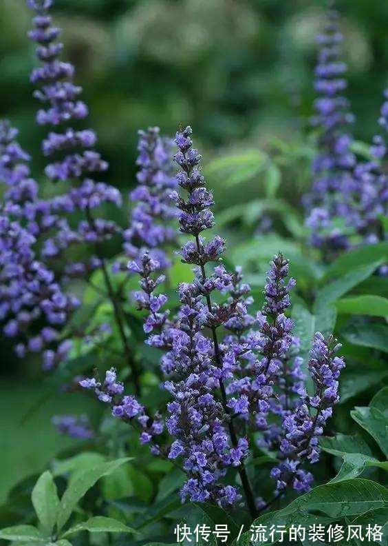 全家|5种香花，家里养一盆，好看还“养人”，全家都健康