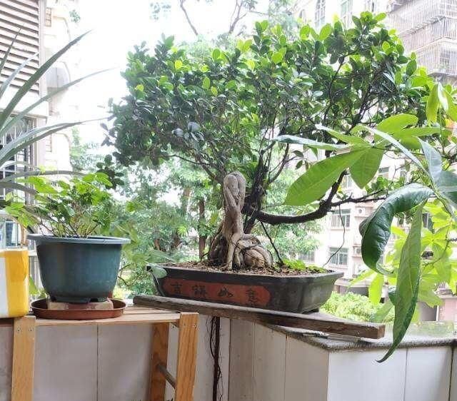 新叶|养盆栽榕树,一个小方法,新叶嫩叶蹭蹭长,枝繁叶茂,越长越旺