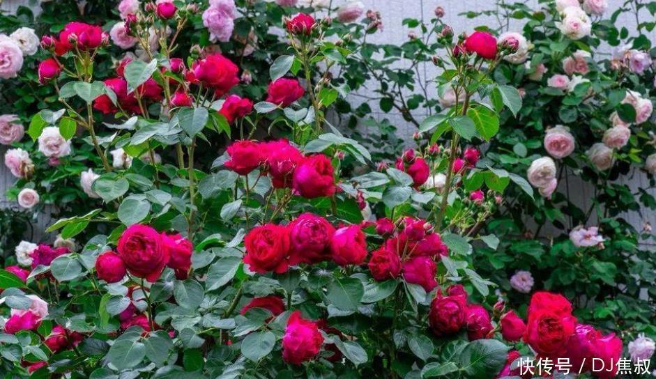 家有庭院必养1种花,开花量大,花朵美,庭院轻松美成花海