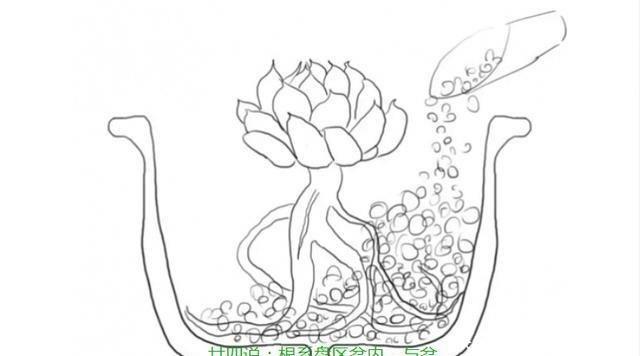 多肉有4种根型,上盆方法各不相同,现配图示意,望帮到新手肉友!