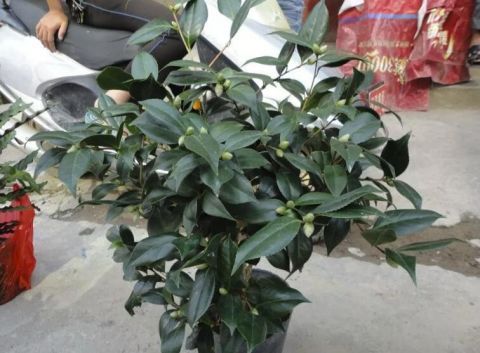 喷水|这9种花冬天别喷水,否则烂根烂叶,后悔都来不及!