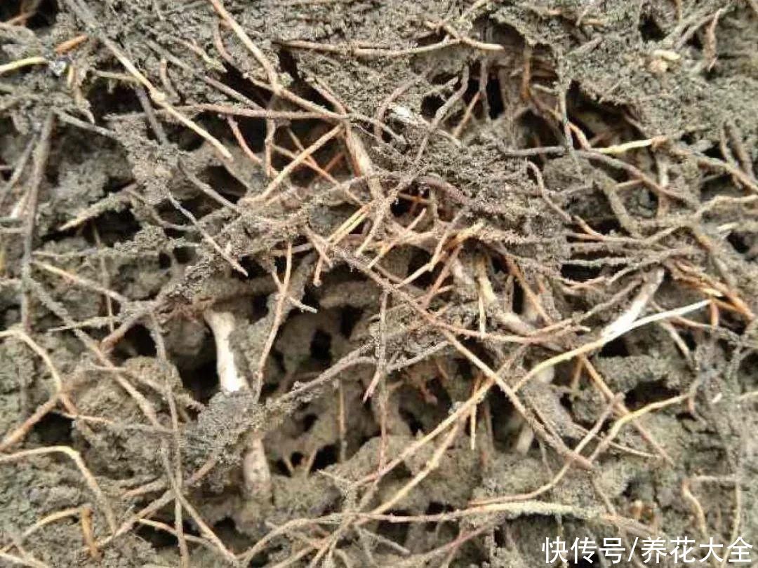 花盆里有一窝蛋，赶紧换盆，不然花都死了