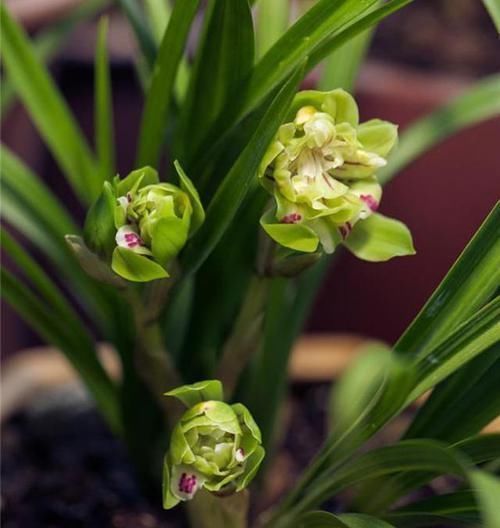 此兰花获奖无数,以前万元一苗,现跌成普草,花型罕见,香味扑鼻