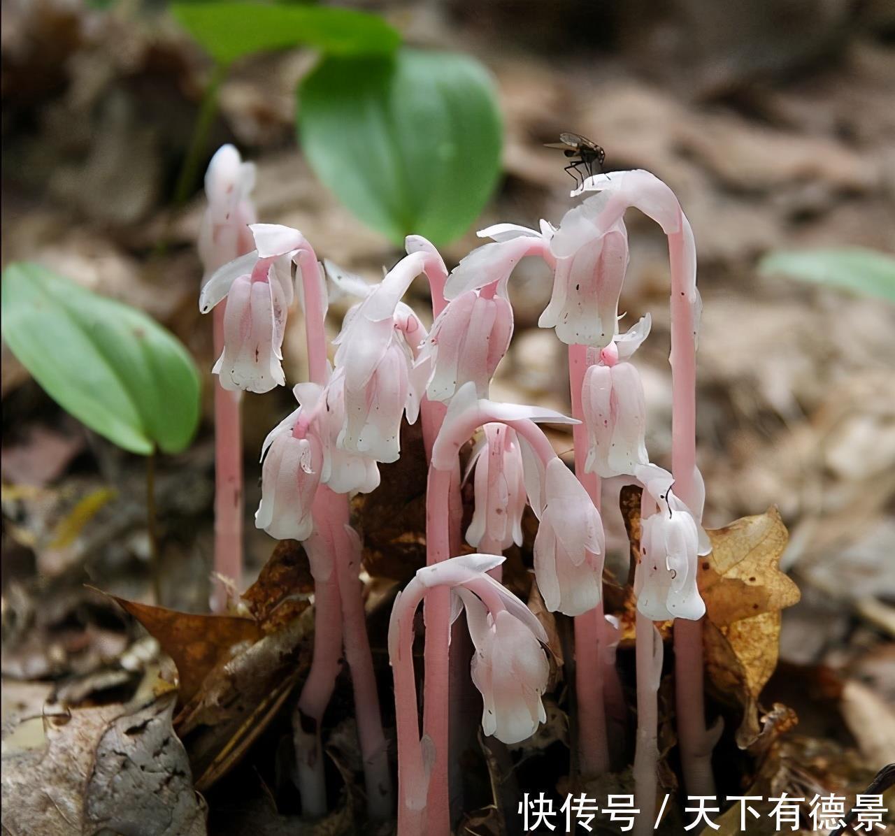 这些漂亮花，有个“赖名字”，开花美如画，叫着太“尴尬”