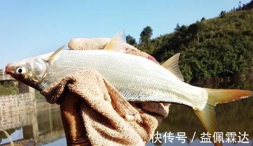 黄尾鲴|调漂技巧：手竿钓黄尾鲴，不会调漂经常锚鱼，会调漂连竿狂拉！