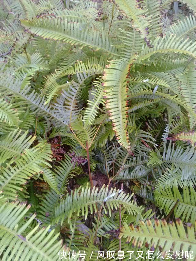 野草|农村野草背上长着“金珠”,蒜农喜欢!用处很多,你瞅过吗