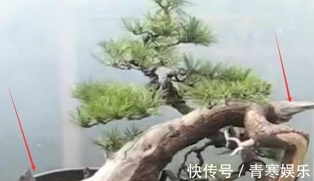 舍利|白骨森森,的舍利松树盆景图解,10图10个步骤,为大家解惑