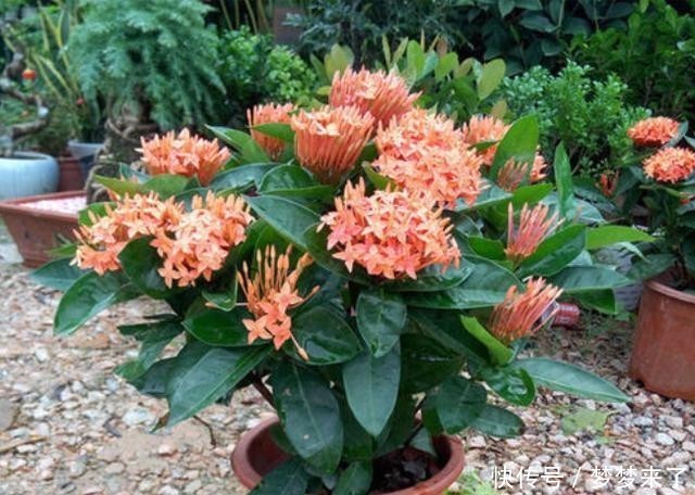 养花|和别人养同样的花,为何差距那么大?关键5点要了解,要有针对性