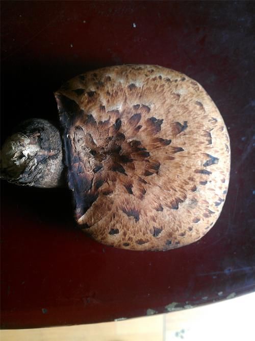 三江并流之怒江考察第二十一天 察隅一日