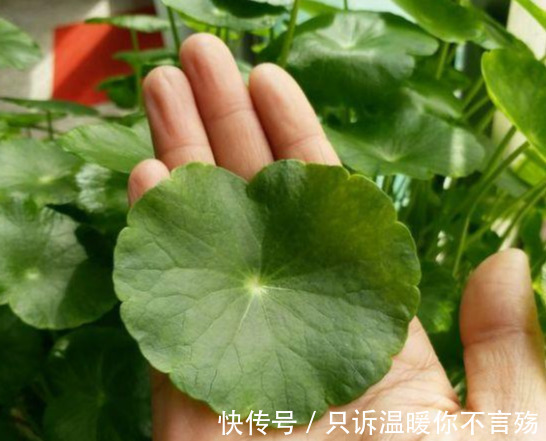 养花技巧铜钱草养在这,7天就爆盆,叶子长成巴掌大!