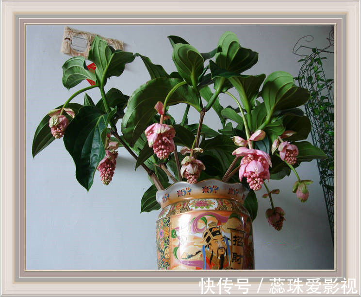 喜欢菊花,不如养盆优良玫瑰“卡罗拉”,花开红如焰火,绚丽典雅