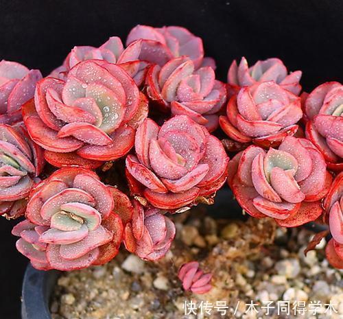 养多肉秀妍,了解掌握几个要点,上色美长满盆,像个艺术品!