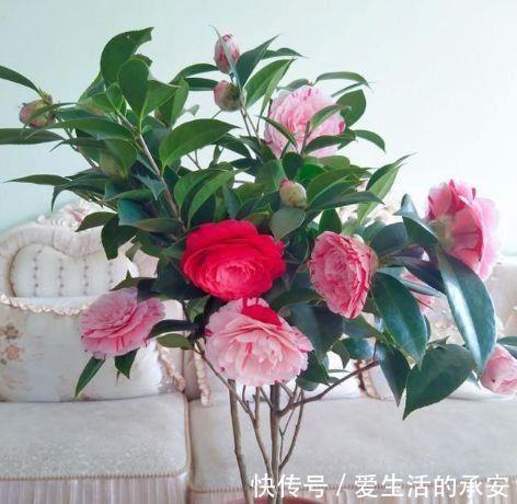 花型|家里阳台养此款花，新手也能养爆盆，花型圆滚惹人爱，值得拥有