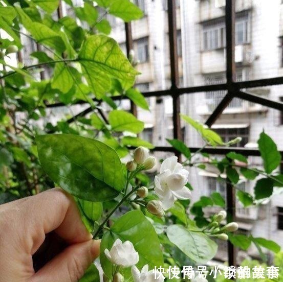 浇水|养茉莉，记住5点“疯狂”，一年开5茬，花开爆盆不是事