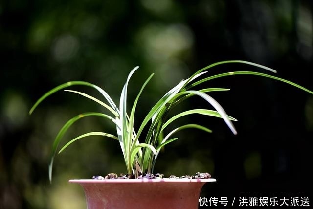 兰花怎么修剪整容三步骤三注意,兰友掌握就不难