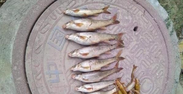 180元1斤吃到濒危，上岸后养不活，如今终于养殖成功，却没人敢养