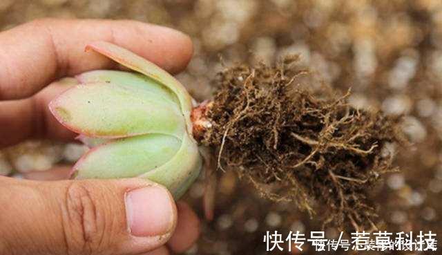 毛细根|多肉植物换盆别忘了做1件事,15天服盆,侧芽长不停