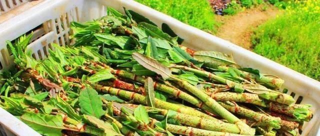 酸筒杆|有一种野草,孩子们经常当做零食时,如今价格不便宜