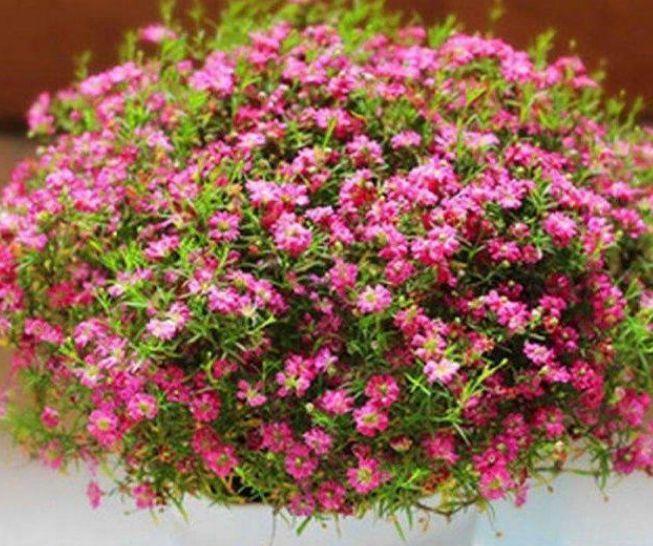 此款花卉便宜又好养,丢到阳台,花型圆滚惹人爱,值得拥有