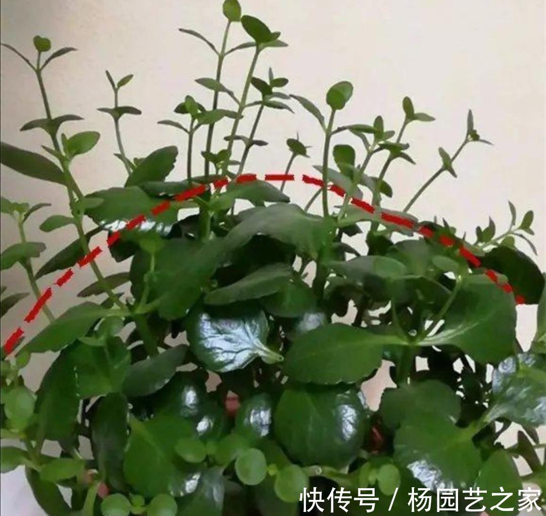 剪剪|5种漂亮花,现在修修剪剪,坐等秋天,花开爆盆