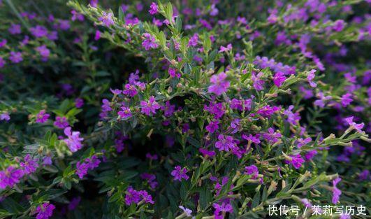 4种四季花,好养又漂亮,全年开花不断,家里天天有花赏