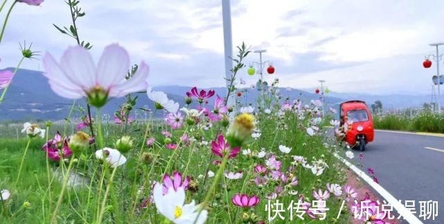 格桑花|嶲州陌上格桑花开，君可静静赏矣。