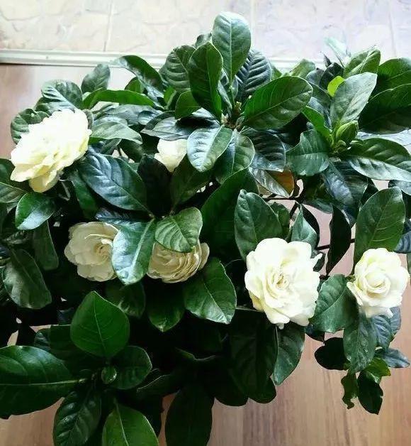 栀子、茉莉不开花这么一处理,花苞“嗖嗖冒”,花朵洁白、芳香