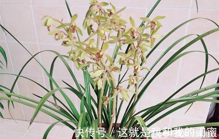 生根|养兰花，给它喷点“生根水”，大白根直冒，长得肥肥壮壮！