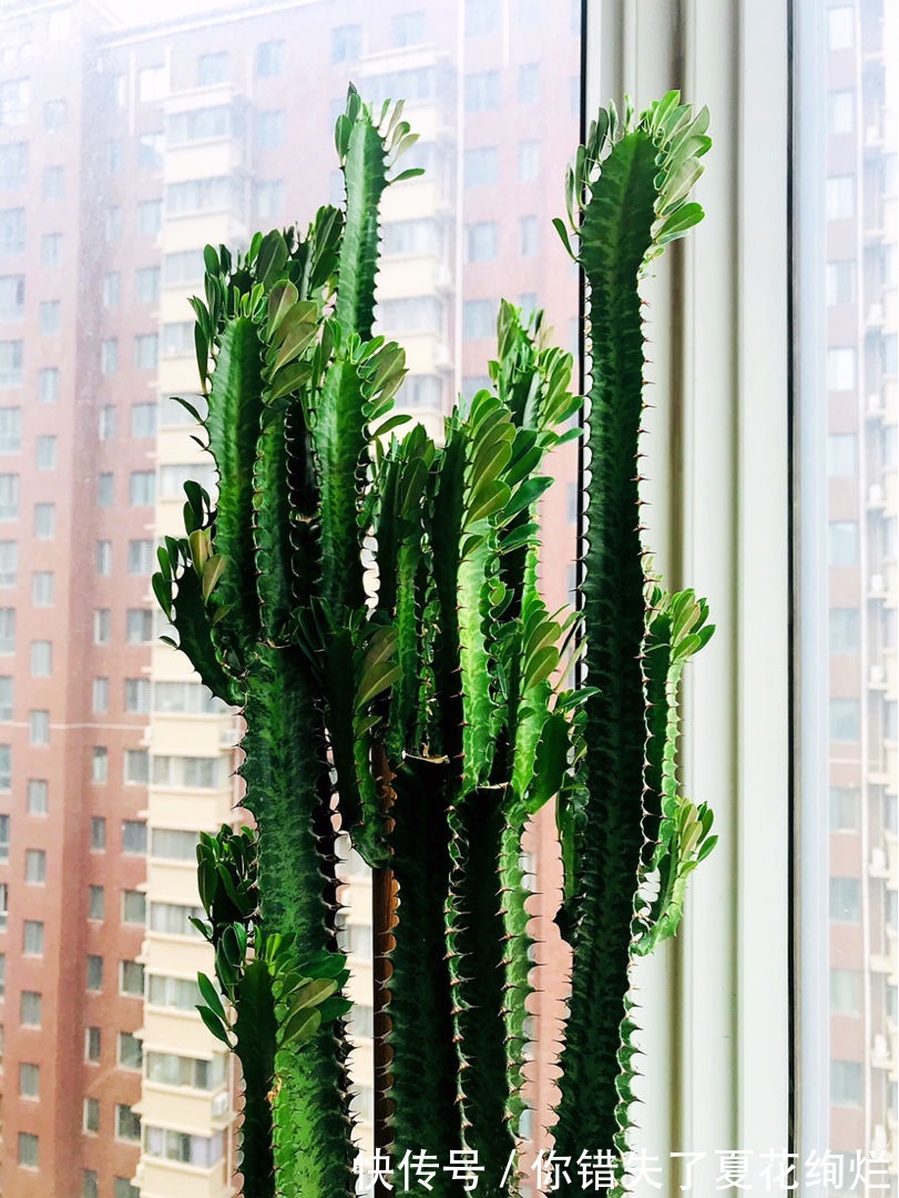 能活几十年的花，家里养一盆，还能养成传家宝