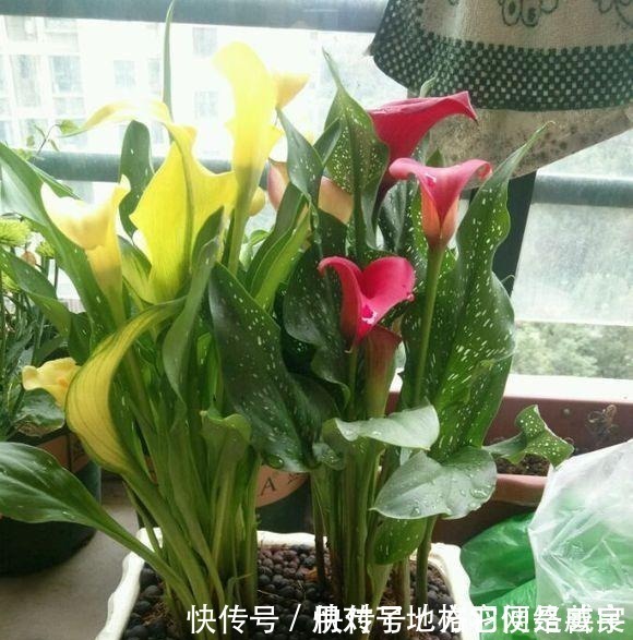 毒性|这“4种”花再便宜也别养,个个是“毒花”,看完赶紧搬走