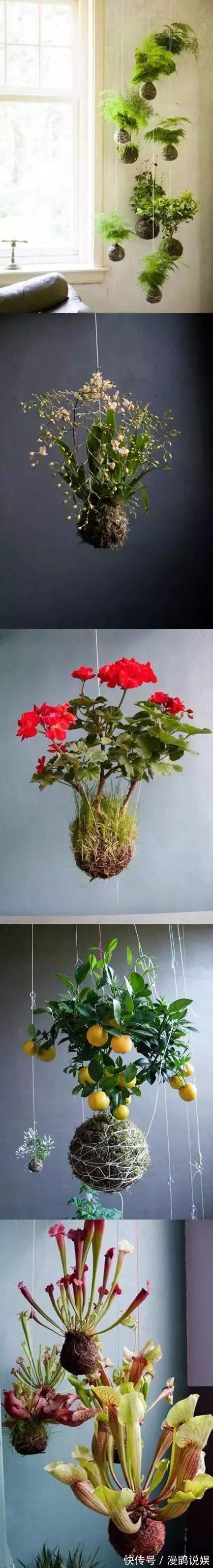 小花|别再花钱买普通花盆了,你意想不到的种花神器!