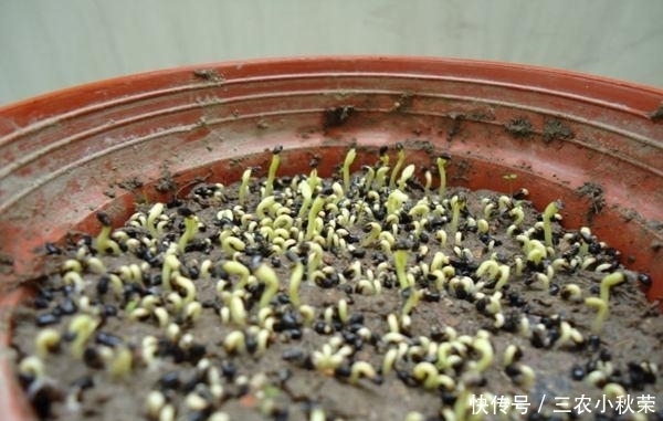 盆栽火龙果花多果多得这么管!