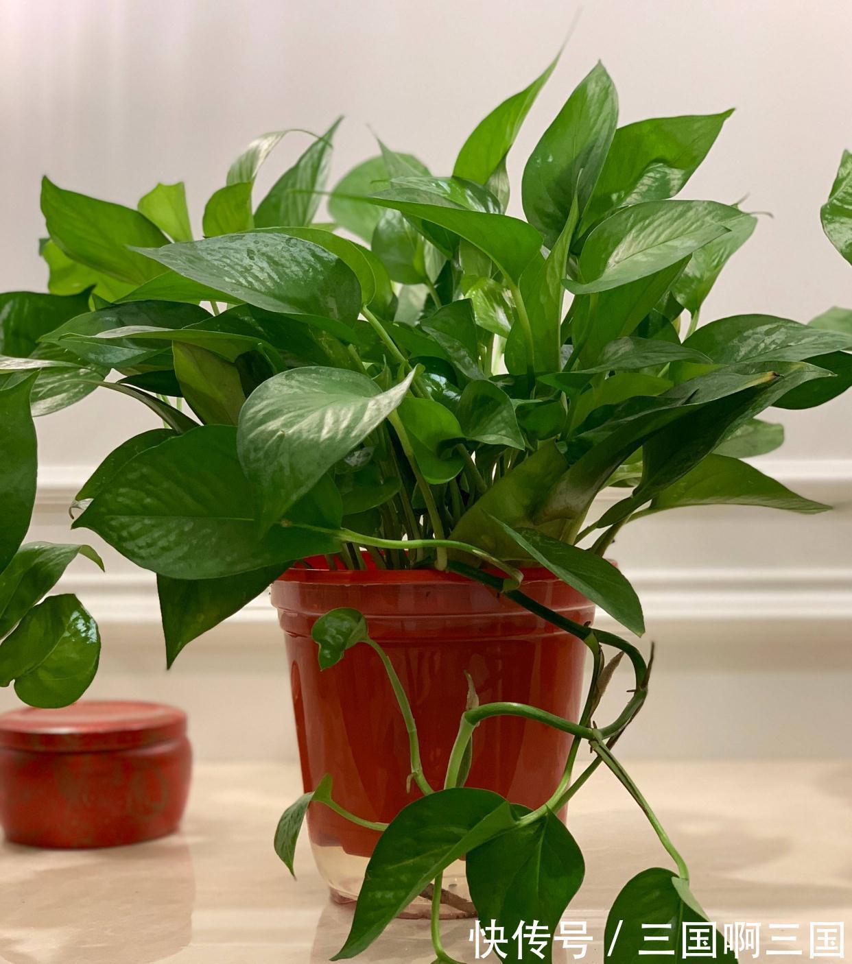 8种花“作用大”,香气满屋能泡茶,你养着花漂亮,花养着你健康