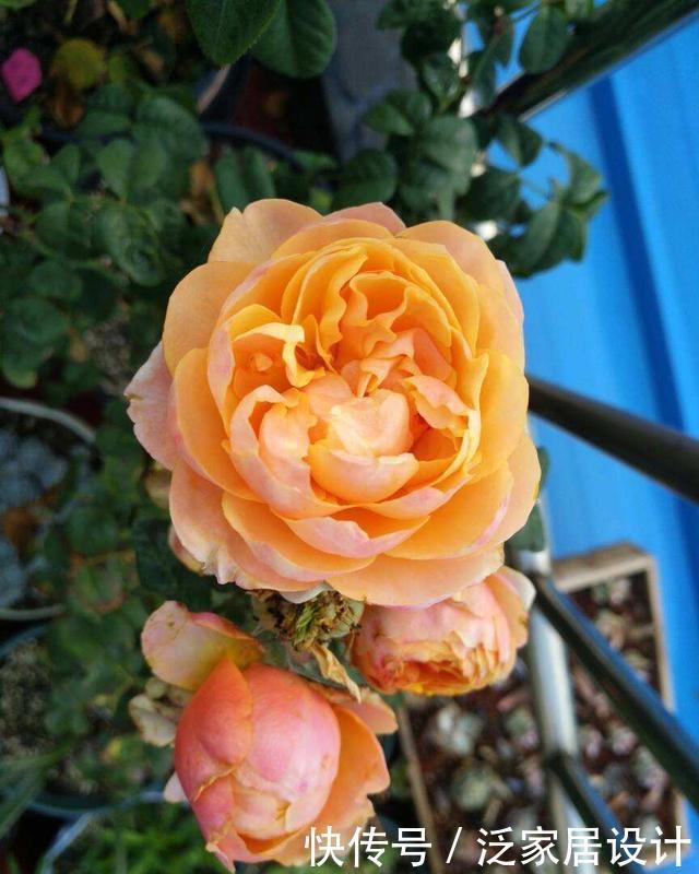 健壮|月季长得乱糟糟的,做好“三修剪”,笋芽更健壮,花量也更多