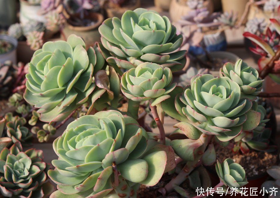 夏季|家中养着7种花，夏季不能换盆，换盆容易死掉，新手记牢了