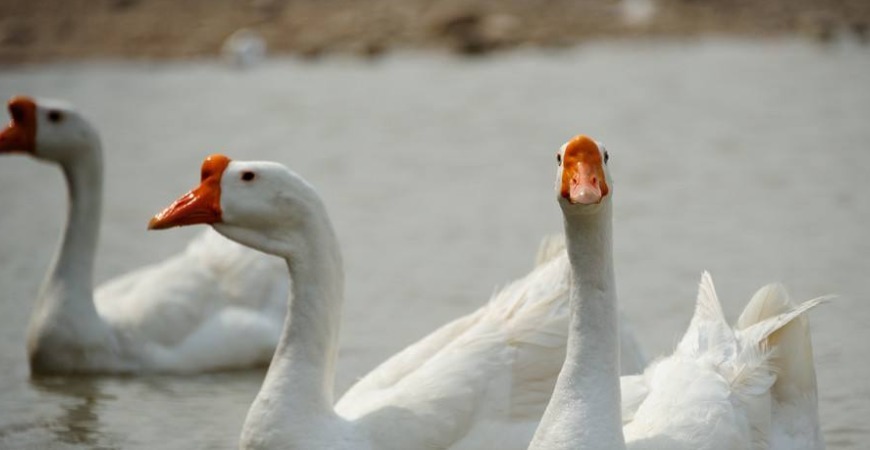 启瑞&清朝九岁神童出一上联难倒先生,至今无人能够工整的对出下联!