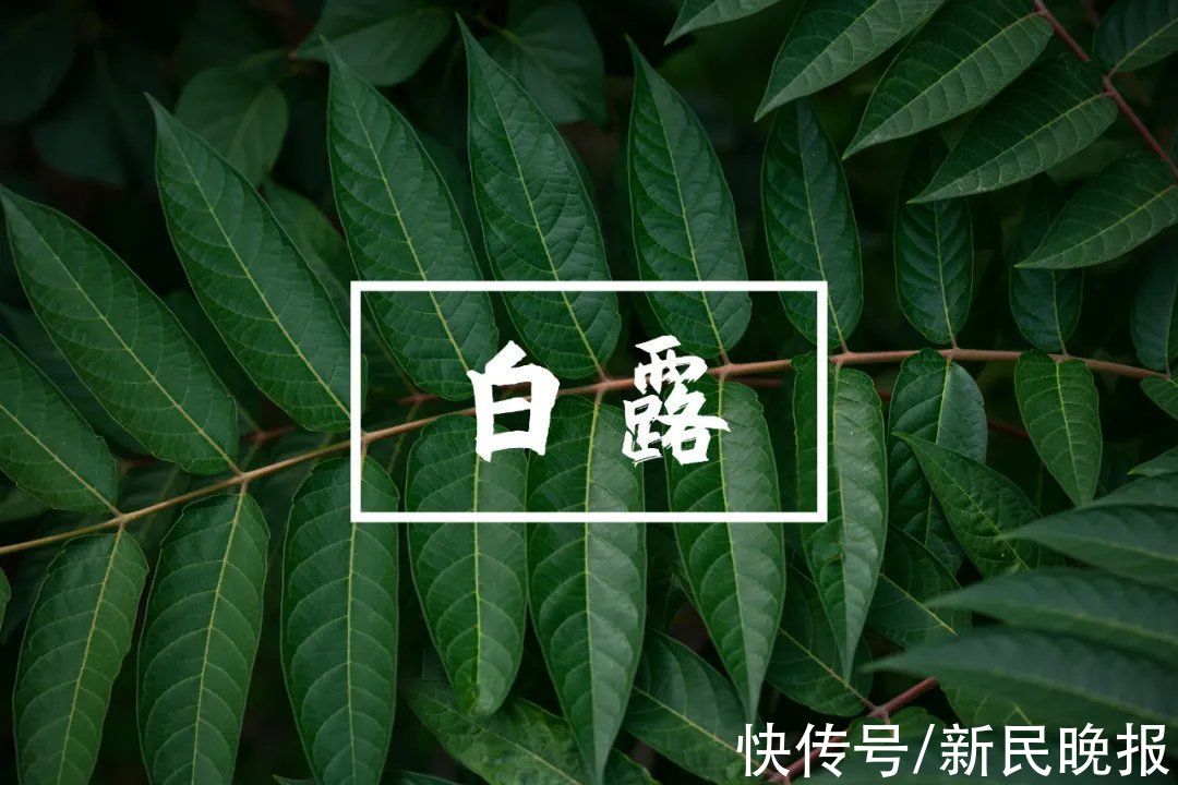 甜酒酿|白露｜秋风起兮日夜凉，襦衣稍薄，香茗此时烹