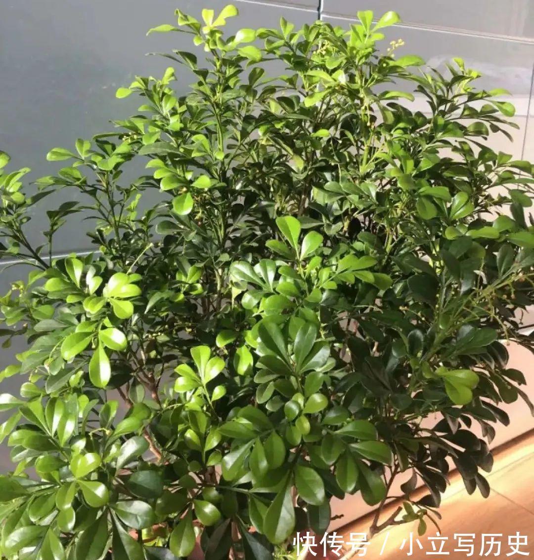缺德商贩，把“绿化草”包装成“进口花”来卖，上当的人真不少