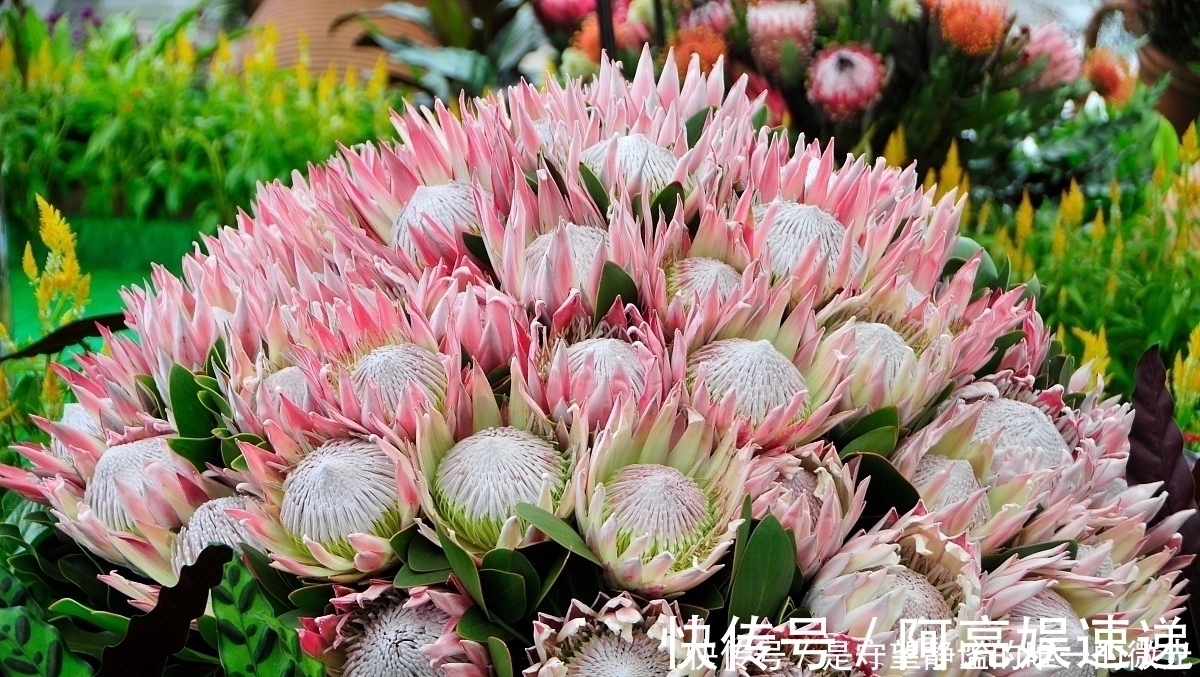 家里养盆帝王花,大气华丽,寓意事业蒸蒸日上,富贵吉祥