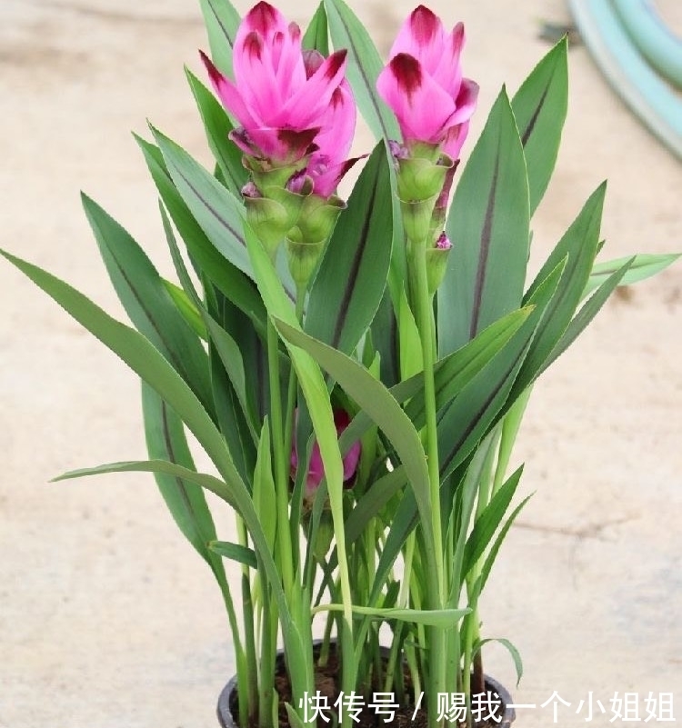 姜荷花|一块“大生姜”,开满粉荷花,家里养一盆,仙气飘飘,开花100天