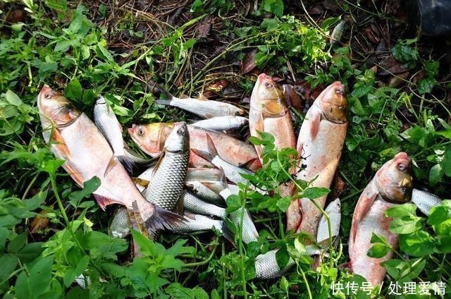 野钓鱼儿活跃水层多变,如何快速定位鱼层两个方法三个原则