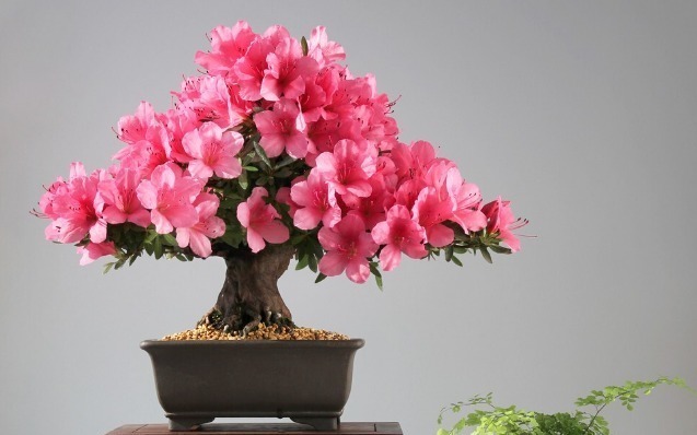 食醋是花卉的保护剂,杀菌消毒又抗病,叶绿花多还茂盛