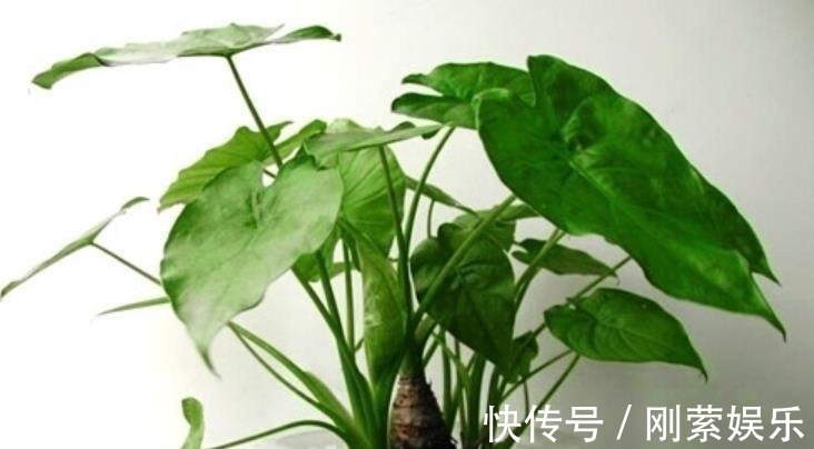 光照|6种绿植大气上档次，适合客厅养护，好看好养又吉祥