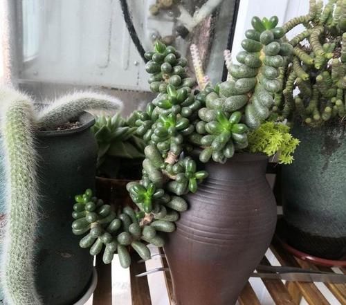 养多肉坚持很重要，都说很丑的龟之卵，六年时间变悬崖桩，真好看