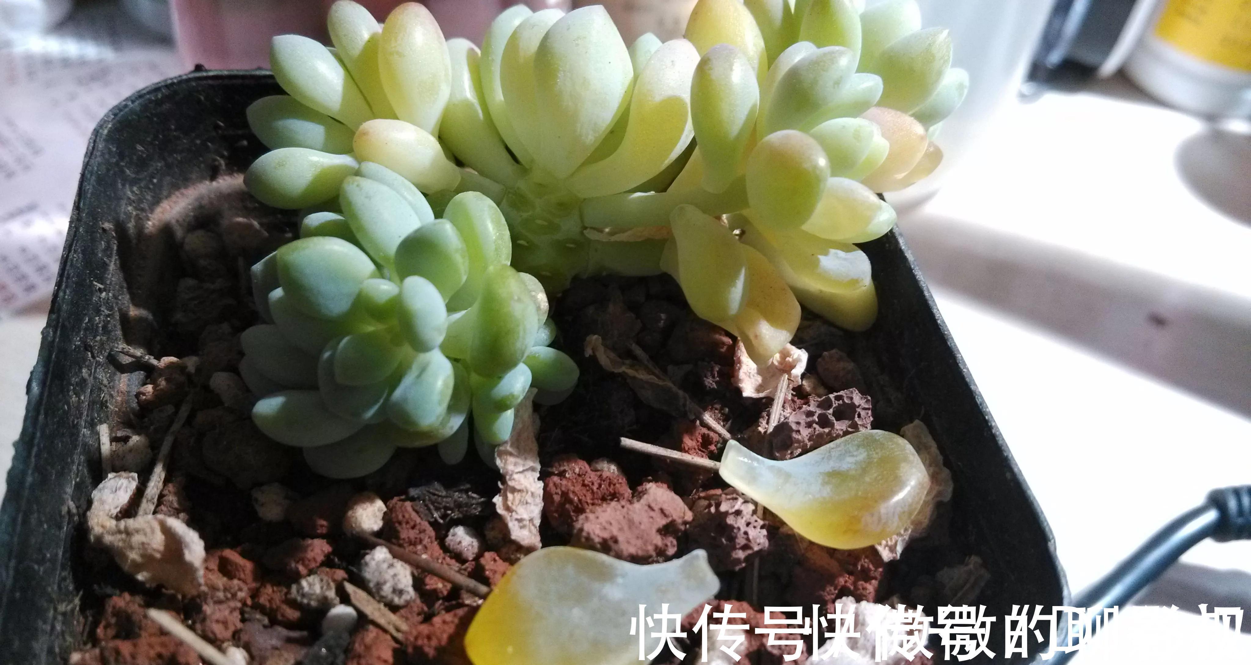 植株|多肉中的高端货,甜美又可爱,浑身散发糖果香,你喜欢吗