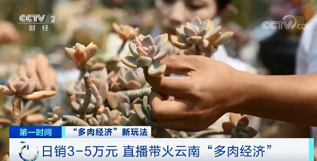 日销近5万元！你家里的这种植物，火了！还能“云寄养”...