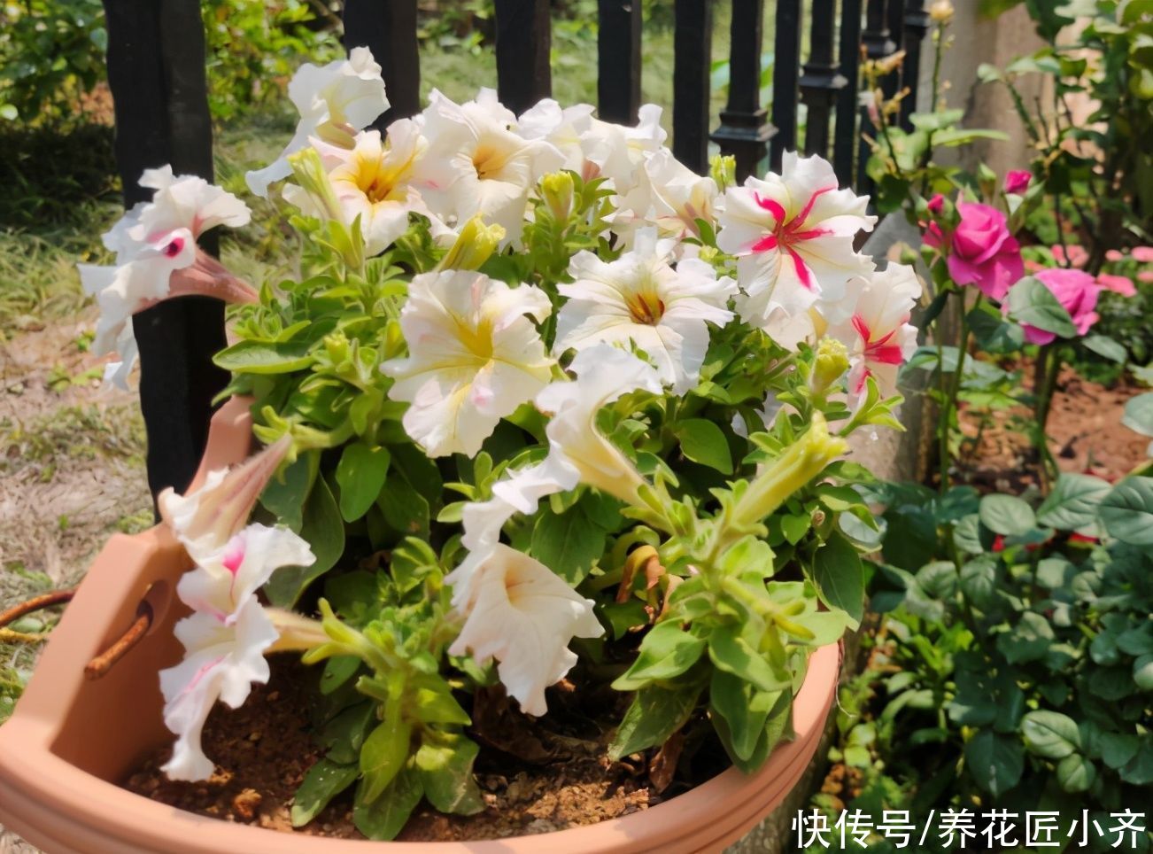 家里养花，土可以不买，但这“三样”一定要准备着，养好全靠它们